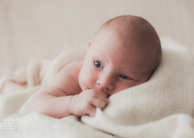 newborn lion