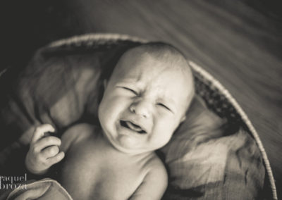 newborn lion